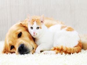 Kedi ve Köpekler Çişi Halıdan ve Koltuktan Nasıl Çıkar